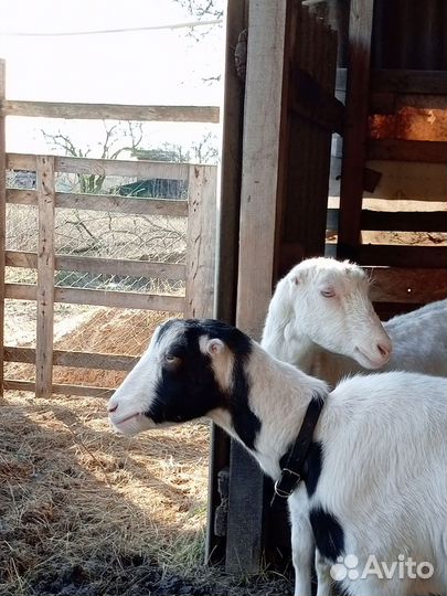 Козье молоко