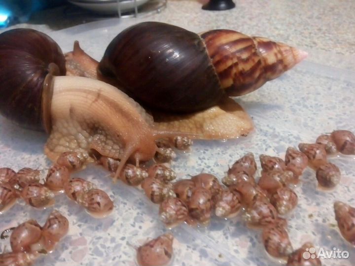 2 улитки ахатины