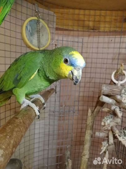 Амазон девочка