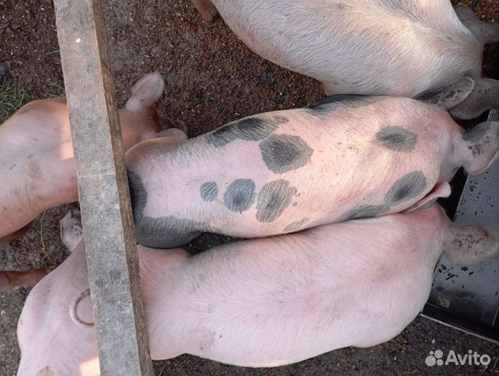 Поросята породы пьетрен
