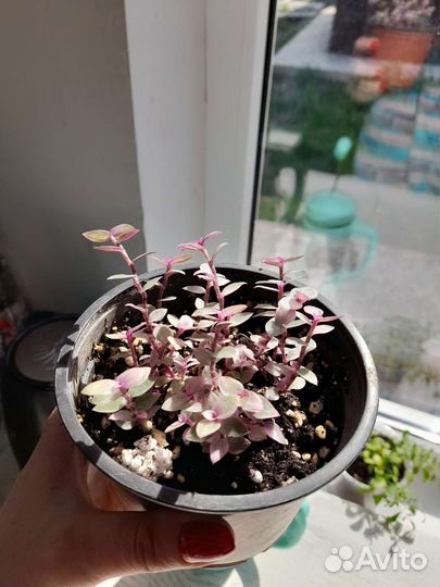 Спатифиллум