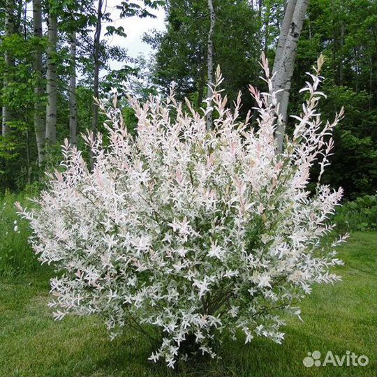 Ива хакуро нишики