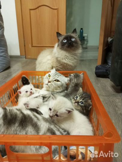 Кошка