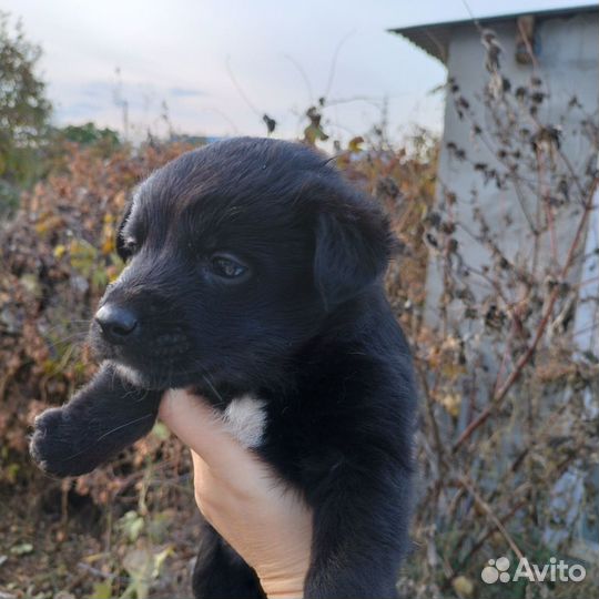 Щенки бесплатно