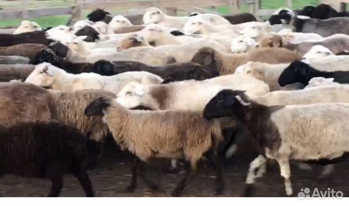 Продам овец 3-4 года