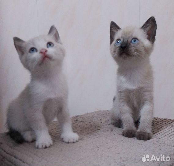 Сиамский котенок