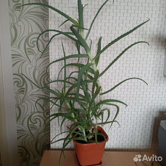 Комнатные цветы алоэ