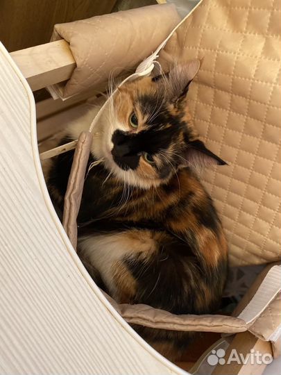 Передержка животных