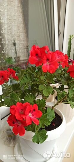 Комнатные растения и цветы