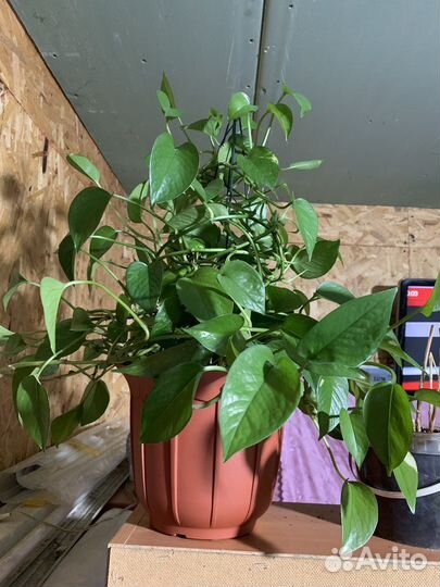 Сциндапсус