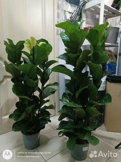 Фикус лирата бамбино 100 см