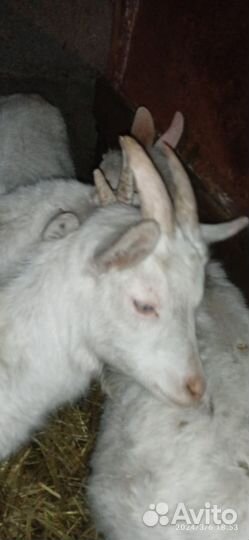 Дойная коза