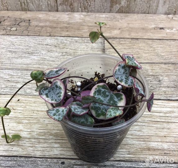 Церопегия Вуда, церопегия вар