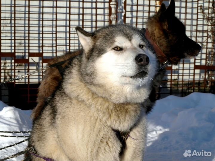 Катание на собачьих упряжках и активные прогулки 5