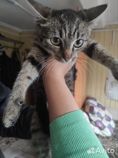 Котята мышеловы
