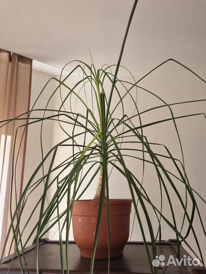 Нолина/бокарнея/слоновья нога