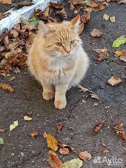 Рыжий молодой котик в добрые руки