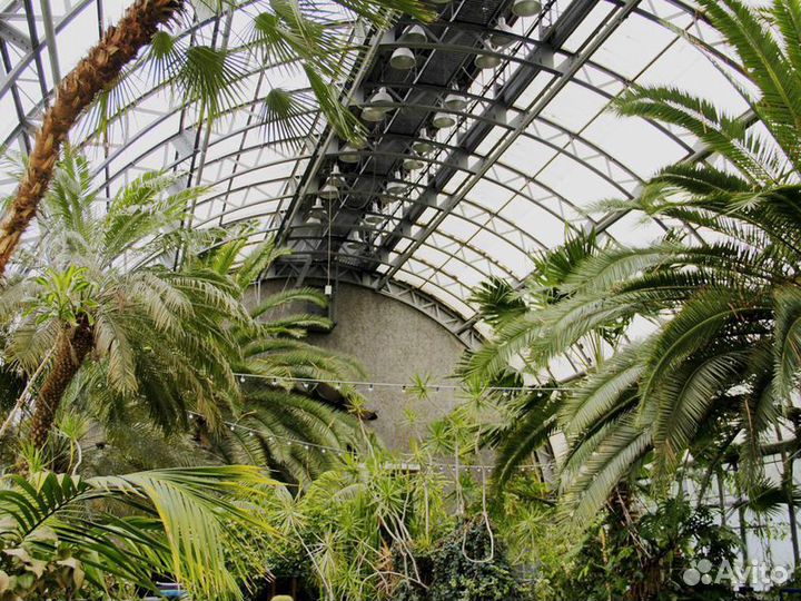 Санкт-Петербург Топ-Экскурсия По Петербургу с архитектором