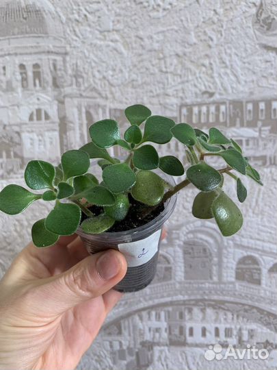 Аихризон (Aichryson)