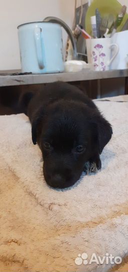 Щенки лабрадора