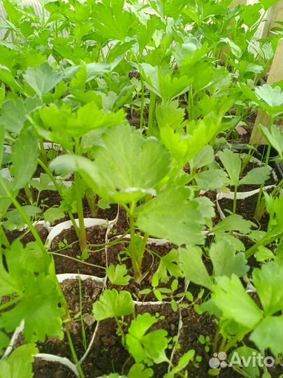 Пряные,ароматные и лекарственные травы