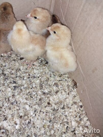 Цыплята амераукана лаванда