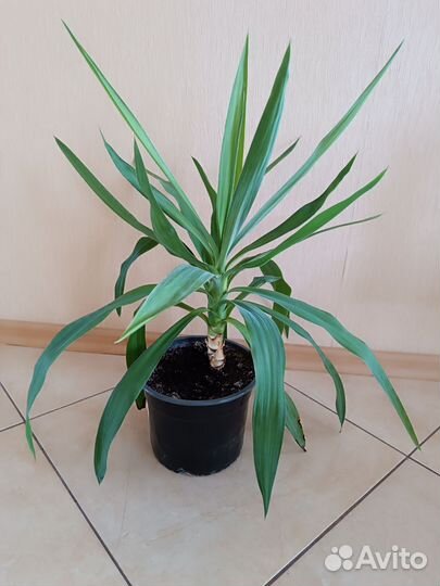 Комнатные цветы