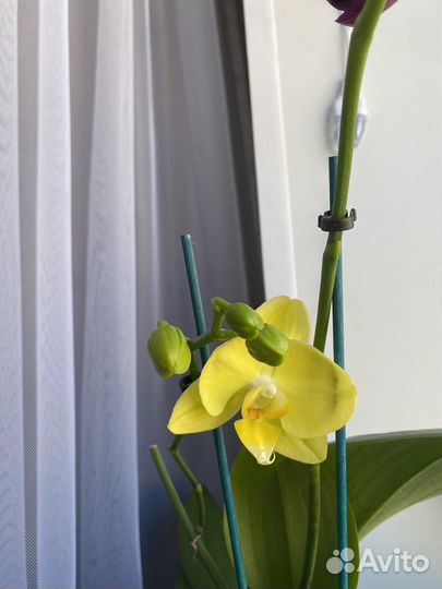 Орхидея фаленопсис