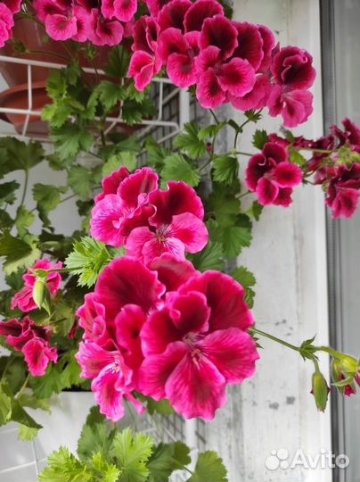 Герань пеларгония