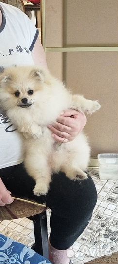 Мальчик в померанском типе