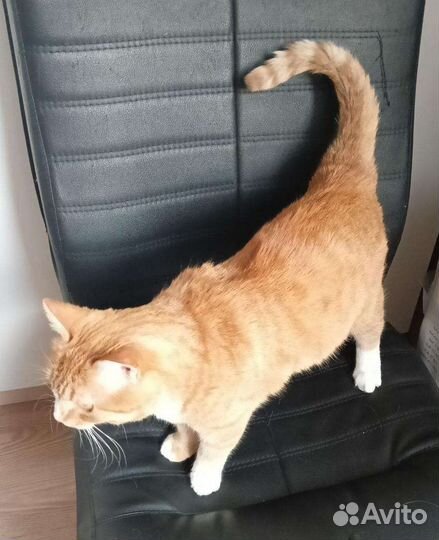 Ласковая забавная кошка Нюша