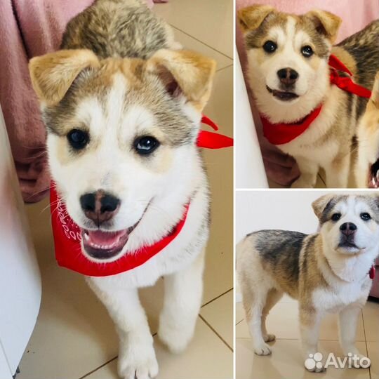 Метис Хаски