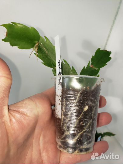 Декабрист шлюмбергера