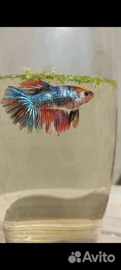 Рыбка петушок