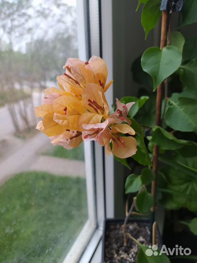 Бугенвиллея