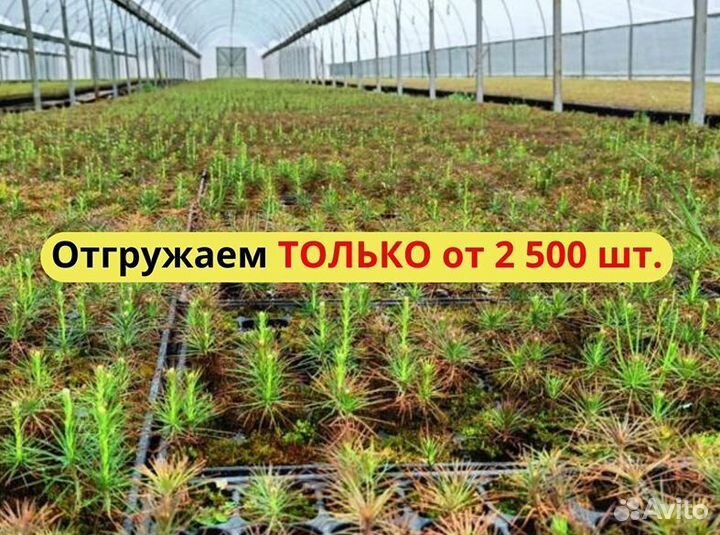 Сеянцы ели европейской зкс оптом