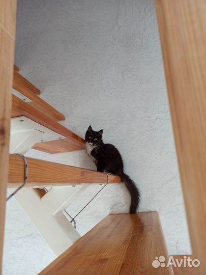 Котята мейн-кун