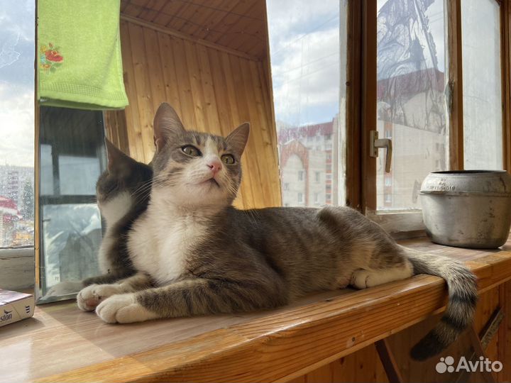 Отдам кота в добрые руки