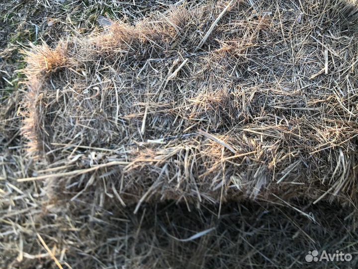 Сено разнотравье в тюках
