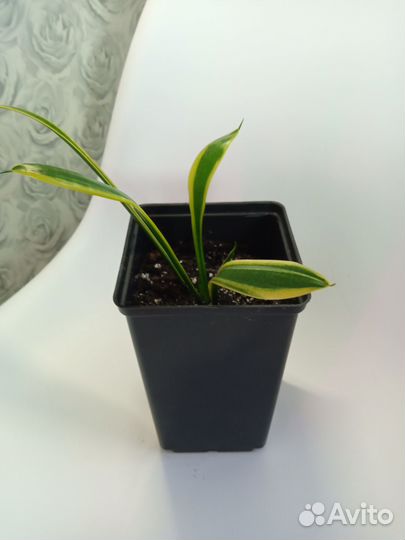 Сансевиерия