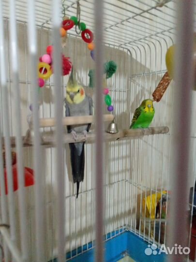 Волнистый попугай и корелла