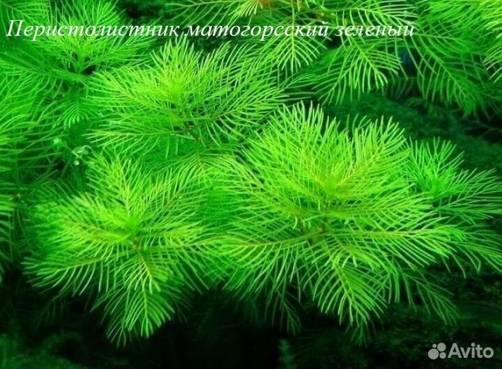 Аквариумные растения