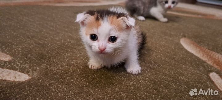 Британские котята