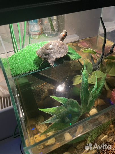 Аквариум Акватеррариум 40 литров с оборудованием