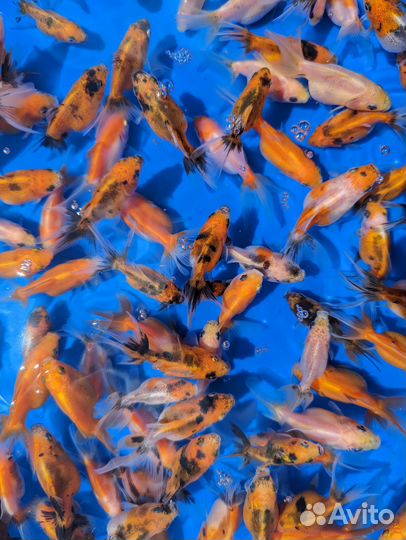 Вуалехвост