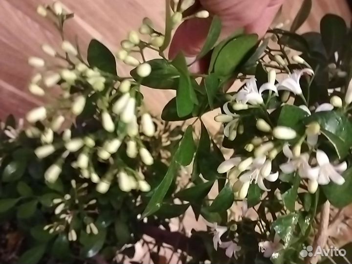 Саженцы Муррайи Метельчатой