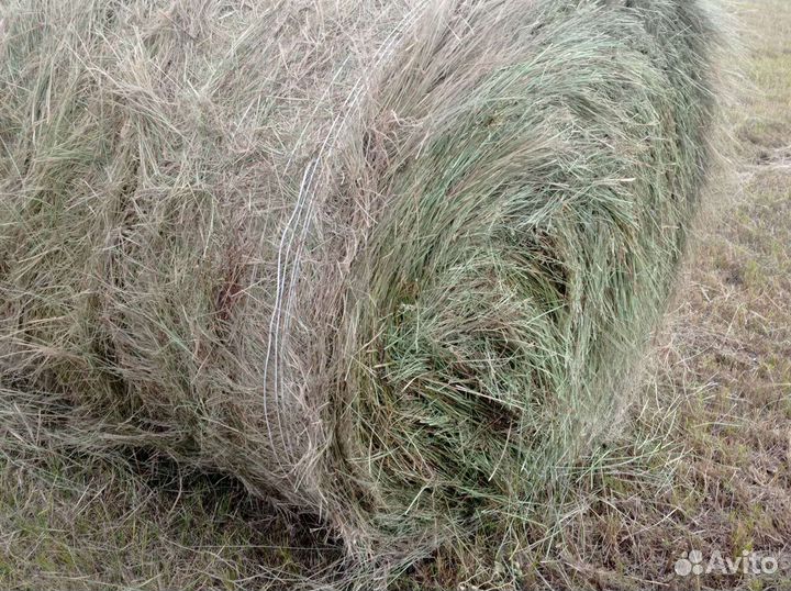 Сено в тюках