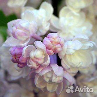 Сирень красавица Москвы