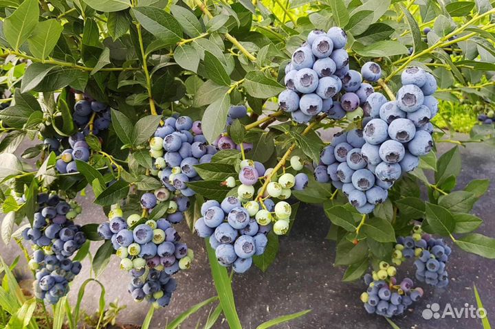 Торф верховой кислый 