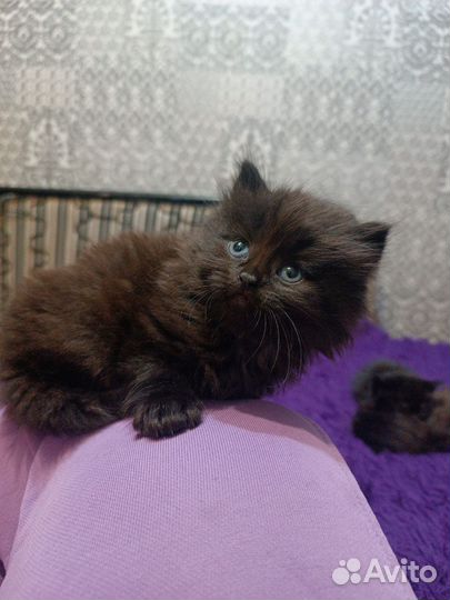 Пушистики в добрые ручки